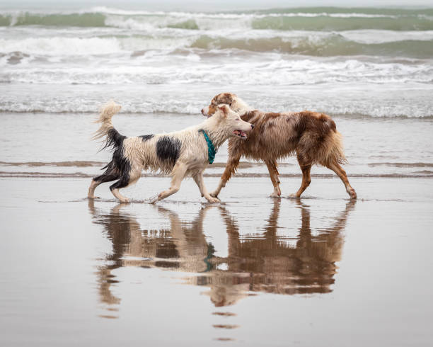 two dogs walking in different direction in shallow water on the beach