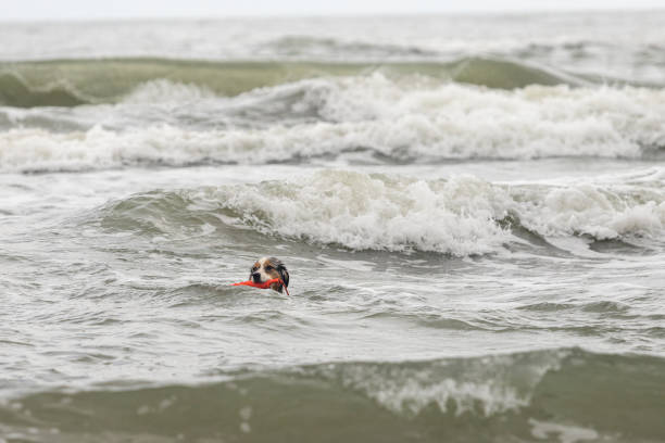 istock happy aussie dog playing with a red toy in shallow water 1335250913