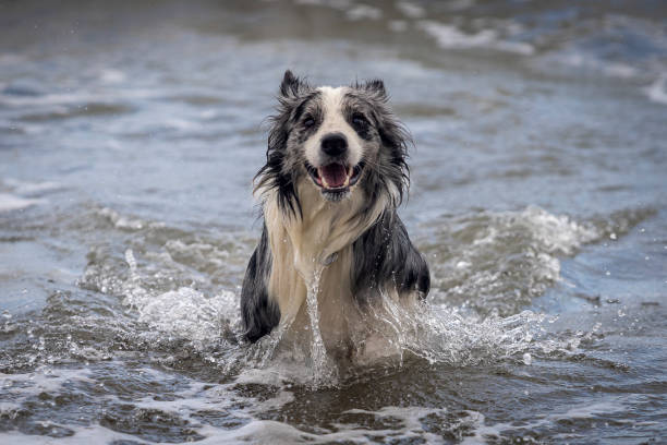 istock happy gray border collie playing in the ocean 1335250921