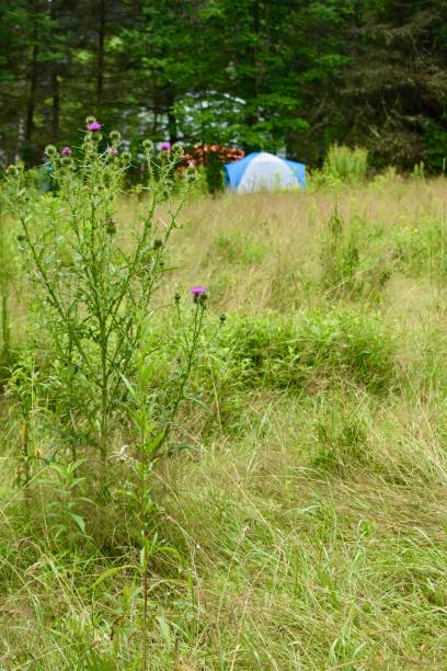 istock Wild field with blue tent in the background 1335251154