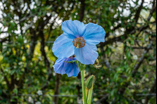 Meconopsis 'Lingholm' (Fertile Blue Group) a spring summer flowering plant with a blue summertime flower commonly known as Himalayan blue poppy, stock photo image