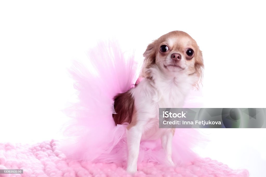 Chihuahua dressed in pink tutu skirt Chihuahua dressed in pink tutu skirt, 1 years old, sitting in front of white background Dog Stock Photo