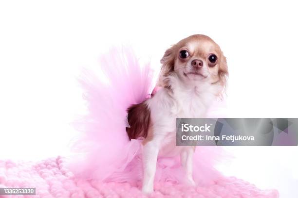 Chihuahua Dressed In Pink Tutu Skirt Stock Photo - Download Image Now - Dog, Chihuahua - Dog, Tutu