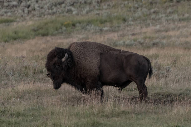 istock Peaceful Bison Closes Eyes for a Few Seconds 1335253740