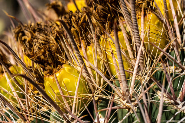 istock Rigid Spines Protect The Drying Flowers Of A Barrel Cactus 1335253877
