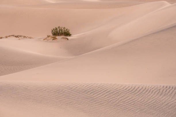 istock Ripples and Small Plants on Mesquite Dunes 1335254426