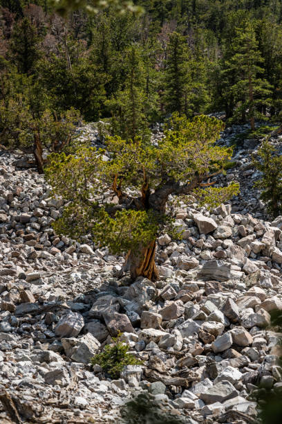 un arbre à cônes hérissé de mille ans pousse dans le champ de rochers - bristlecone pine photos et images de collection