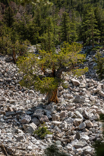千年前の剛毛の木がボルダー畑で育つ - bristlecone pine ストックフォトと画像
