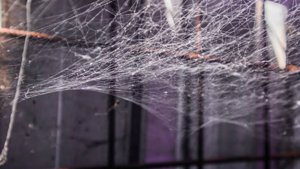 Free picture: rust, object, cobweb, daylight, shadow, nature, metal