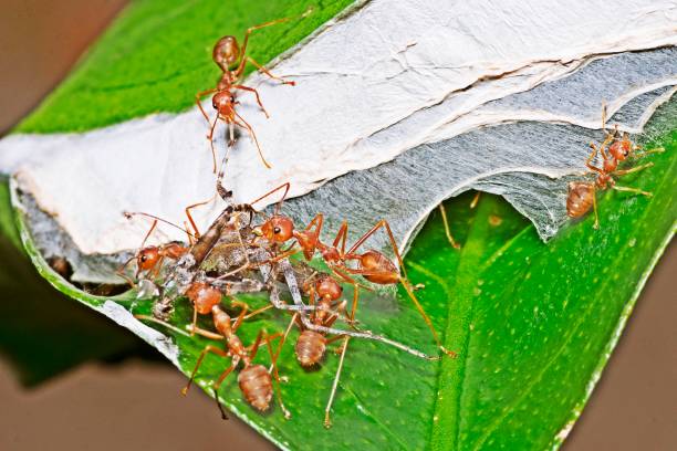 istock Ants dragging food to nest. 1335255858