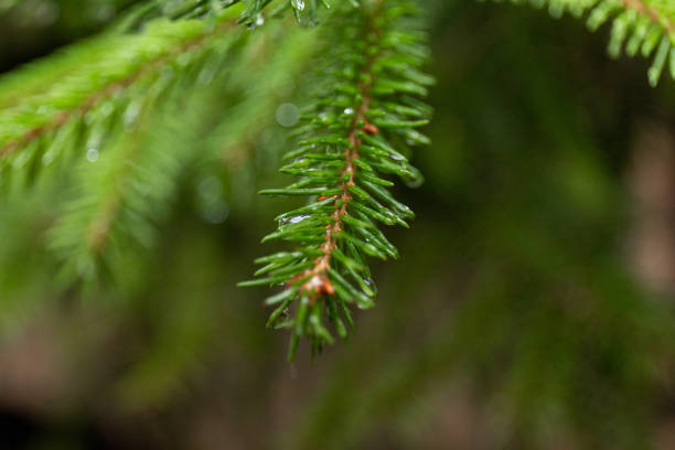 istock Pine branch close up with raindrops on blurred background 1335257040