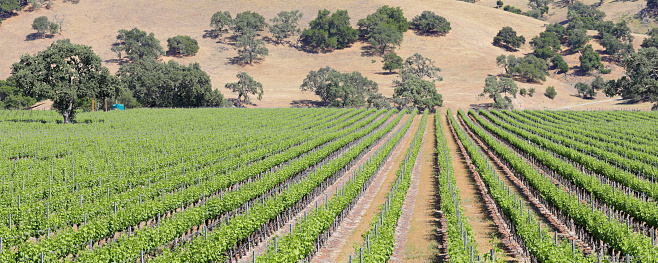 Spring vineyard landscape panorama (Santa Barbara county, California).