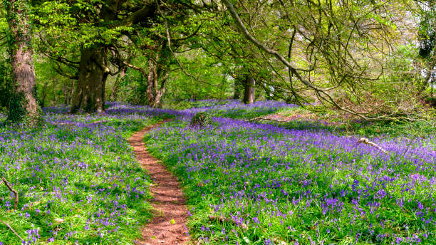 Bluebells in a woodland, near Lovedean, Hampshire Lovedean, UK - May 1, 2021:  Bluebells in a woodland, near Lovedean, Hampshire snowdrops in woodland stock pictures, royalty-free photos & images