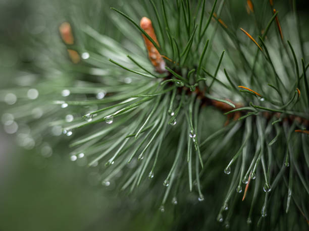 nahaufnahme eines nassen kiefernzweiges alfer den regen. - fog wet rain tree stock-fotos und bilder