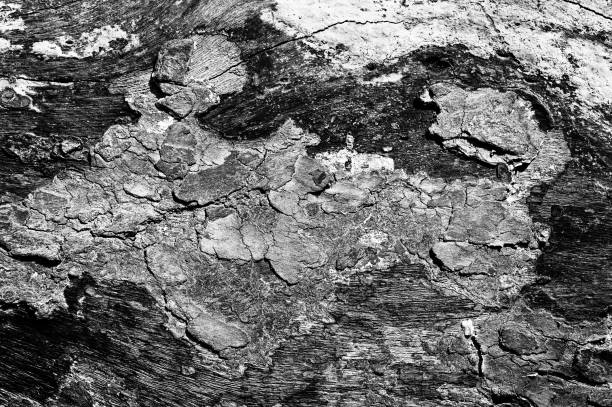 istock Black and white abstract tree trunk wood texture. Natural background. 1335259464