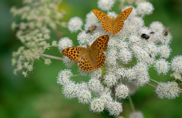 butterfly on a flower close up sharp depth of field austria