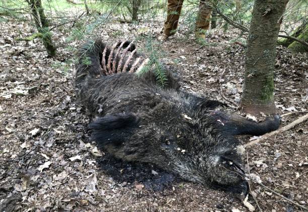 istock carcass of a dead wild boar in the forest 1335261369