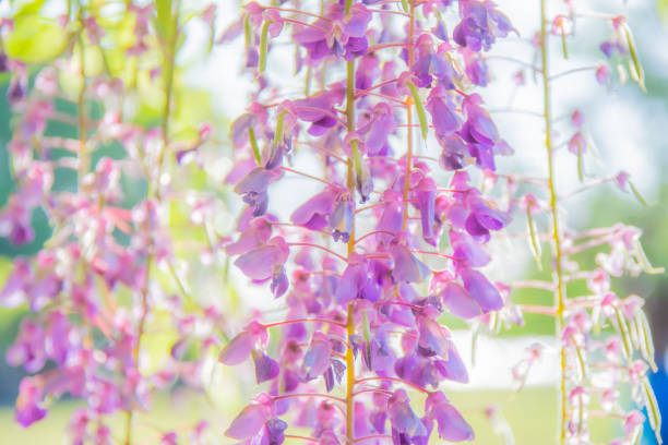 Wisteria Flowers