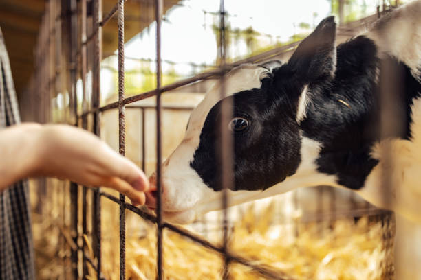 istock Picture of a cow, eating properly. 1335261868