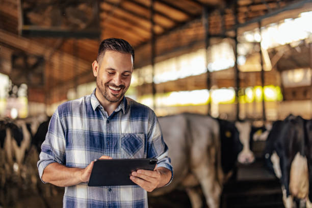 istock Adult man, making sure he has the best cows. 1335261886