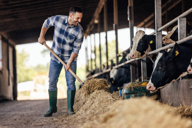 istock Adult man, helping the cows eat more easily. 1335261894