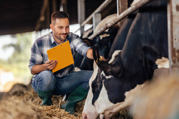 istock Adult man, lovingly petting his cow. 1335261900