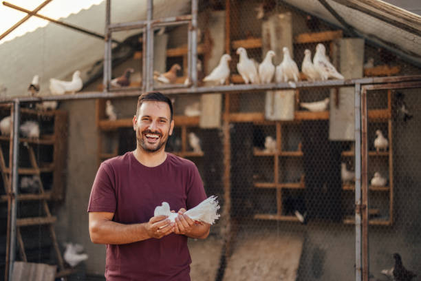 Adult man, taking care for the flock of pigeons. Portrait of adult man, holding a pigeon in his hands, while smiling. pigeon meat photos stock pictures, royalty-free photos & images