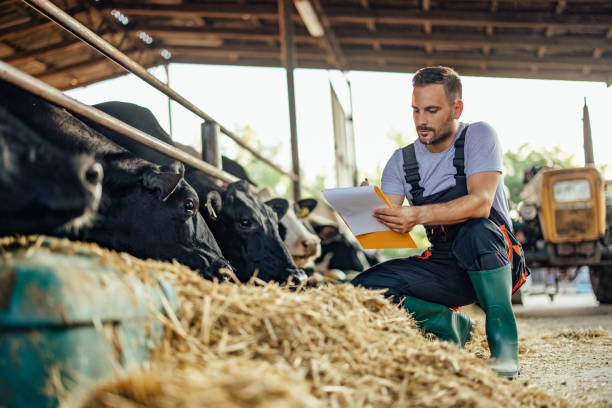 istock Adult man, trying to remember the cows. 1335261929