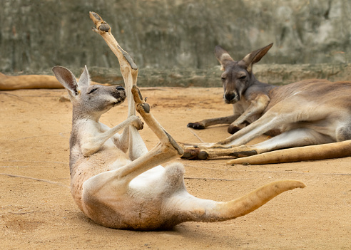Juvenile Red Kangaroo lifting up its left leg while lying down on sandy ground