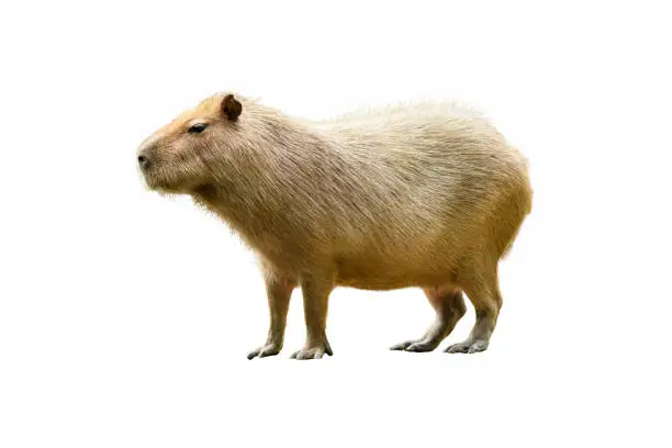 Capybara standing and looking into a distance isolated on white background