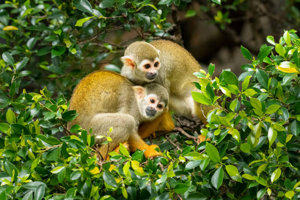 istock A pair of Common Squirrel Monkey sitting on tree branches looking into a distance 1335262884