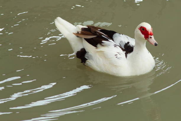 Colorful duck swimming in a pond peacefully