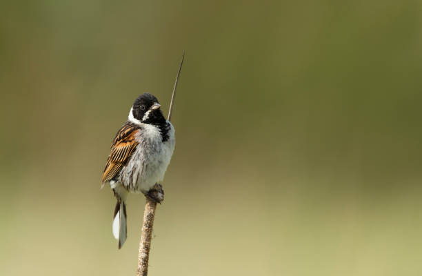 Common reed bunting perched on a reed stock photo
