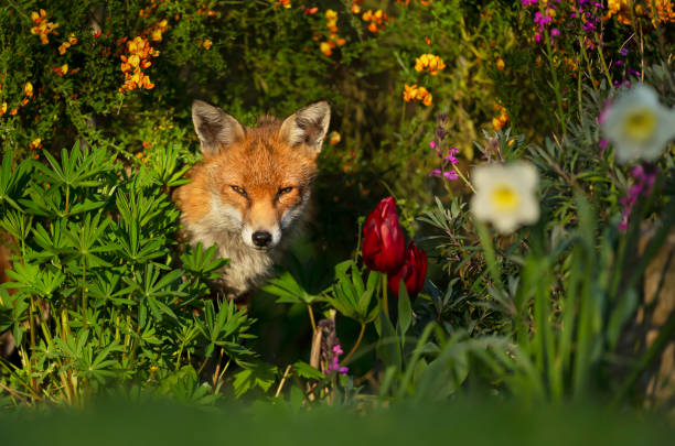 istock Red fox in the field of flowers in spring 1335263481