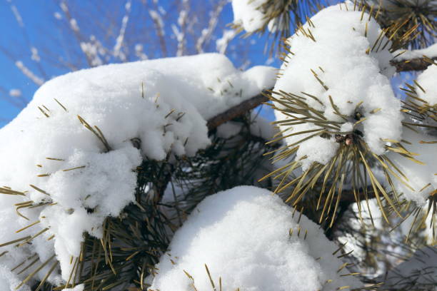 istock Spruce branches are covered with snow against a blue sky. Winter coniferous pine tree. 1335263550