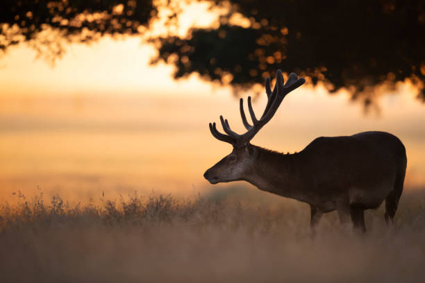 istock Red deer stag at sunrise in summer 1335263758