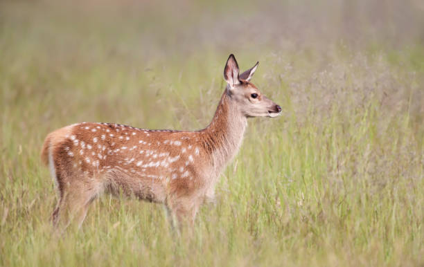 istock Red deer calf standing in the meadow in summer 1335263997