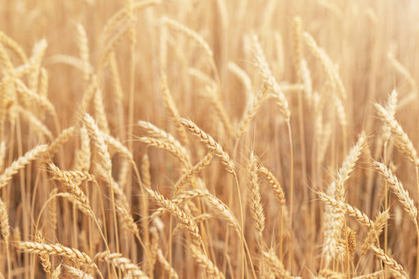 istock Field of wheat 1335264681