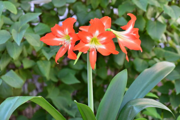 istock Hippeastrum, bulbous plant with orange flowers 1335264792