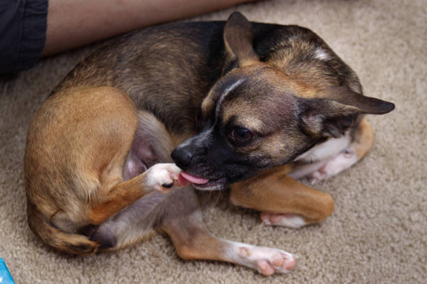 cane chihuahua marrone che si lecca la zampa o il piede posteriore - licking foto e immagini stock