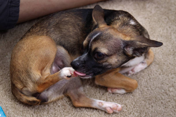 коричневая собака чихуахуа облизывает лапу или заднюю ногу - licking стоковые фото и изображения