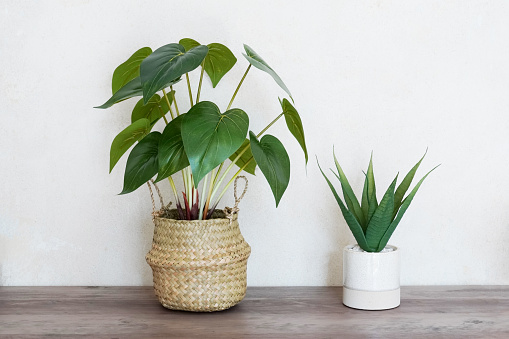 two potted house or indoor plants on wooden table