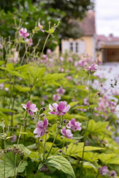 istock Pink flowers in Sigtuna 1335266839