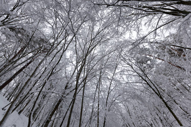 istock park in the winter season 1335268016