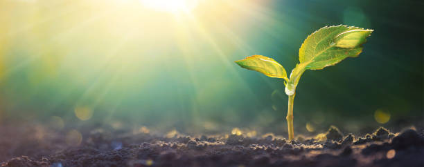 istock Young Plant With Drops. Macro Nature 1335268126