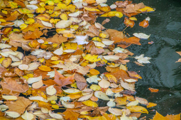 istock Leaves On The Water Background 1335269075
