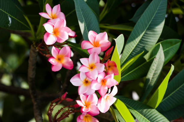 istock Pink frangipani flowers and leaves growing on the tree. 1335270062