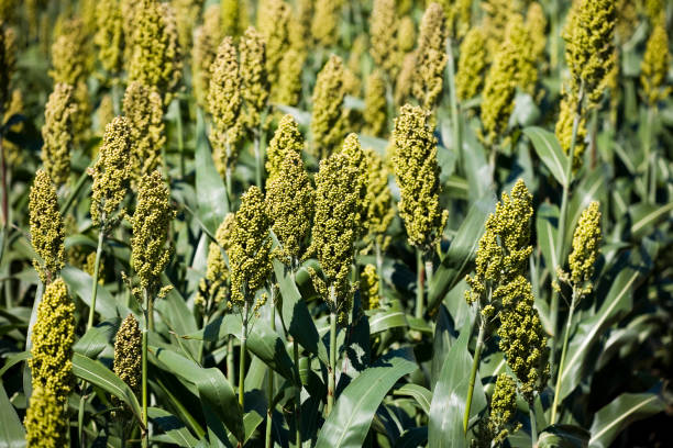istock close-up sorghum crop in the field 1335270092