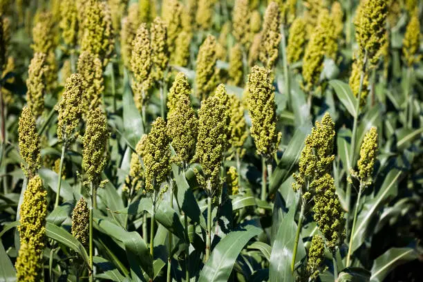 sorghum crop soon to be harvest in the field of Taiwan.