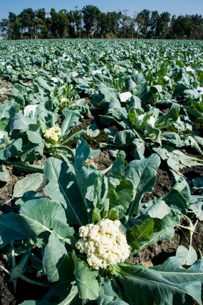 The farmer harvesting the cauliflower in the field, Taiwan.
